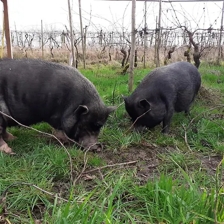 Wijndomein De Vier Ambachten -overnachten In De Wijngaard Simonshaven