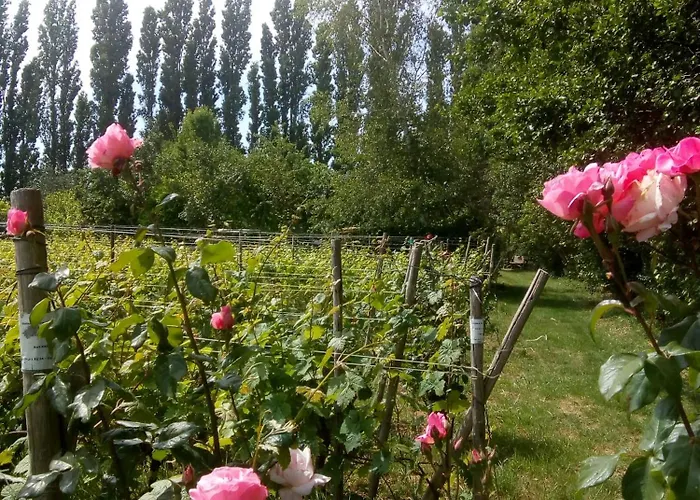 Wijndomein De Vier Ambachten -overnachten In De Wijngaard *