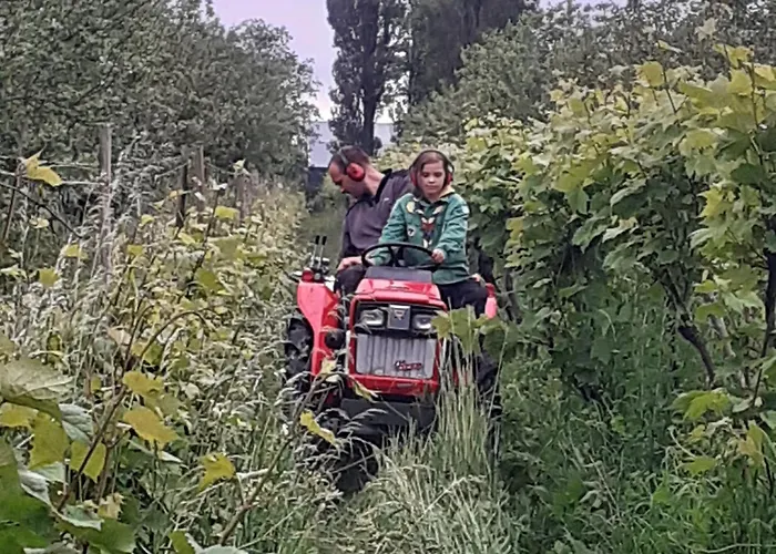 Parque de Campismo Wijndomein De Vier Ambachten -overnachten In De Wijngaard