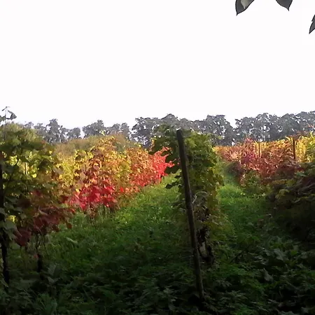 Wijndomein De Vier Ambachten -overnachten In De Wijngaard キャンプ場 *