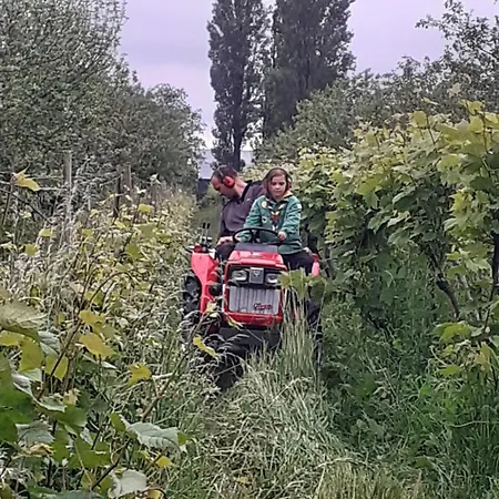 キャンプ場 Wijndomein De Vier Ambachten -overnachten In De Wijngaard