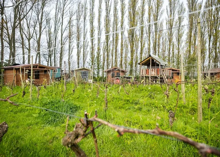 Campingplatz Wijndomein De Vier Ambachten -overnachten In De Wijngaard Simonshaven