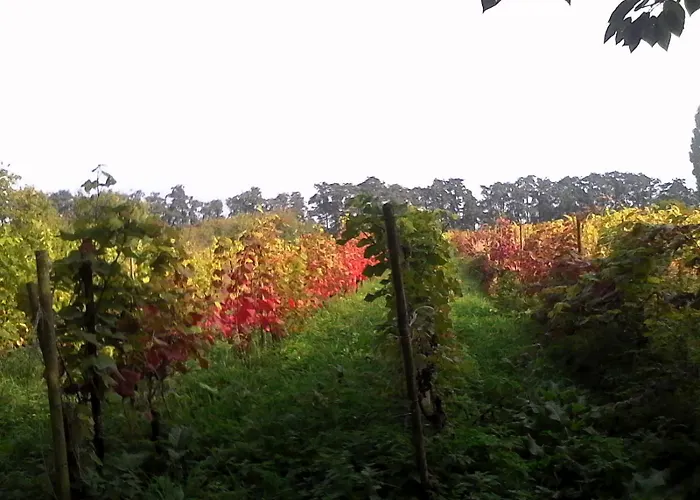 Wijndomein De Vier Ambachten -overnachten In De Wijngaard Campingplatz *