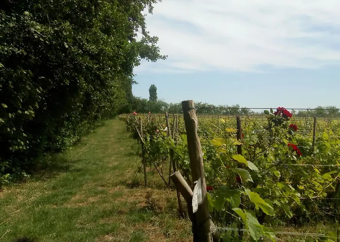 Wijndomein De Vier Ambachten -overnachten In De Wijngaard * Simonshaven