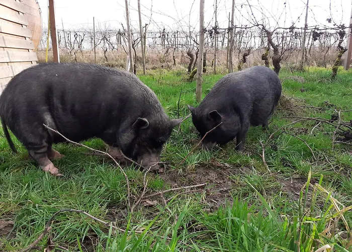 Wijndomein De Vier Ambachten -overnachten In De Wijngaard Simonshaven