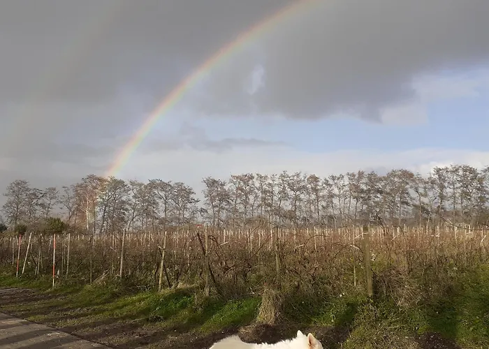 Wijndomein De Vier Ambachten -overnachten In De Wijngaard Kemping Simonshaven